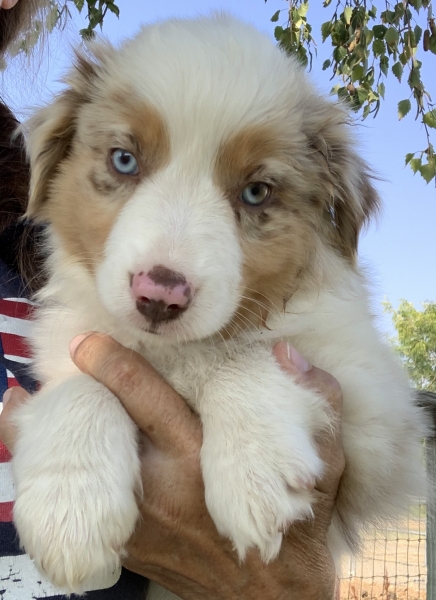 8 weeks old