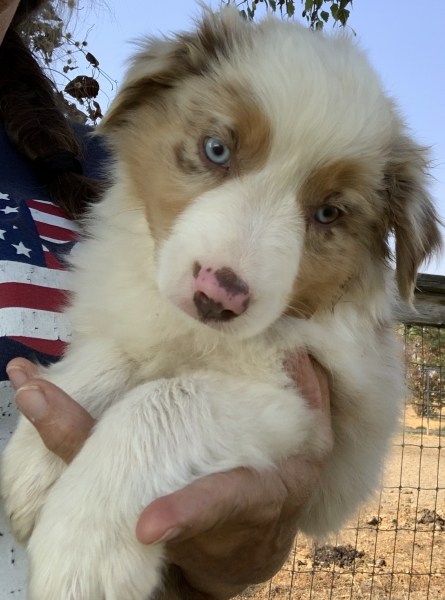 8 weeks old