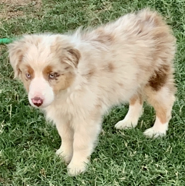 11 weeks old