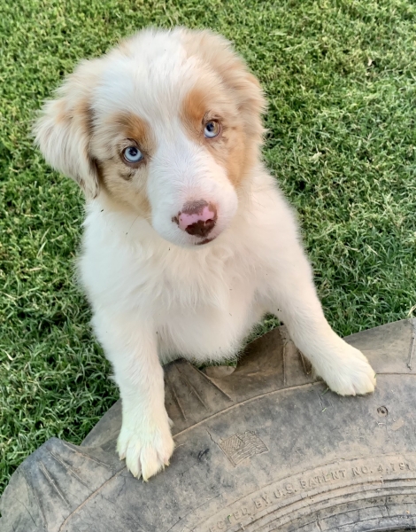 11 weeks old