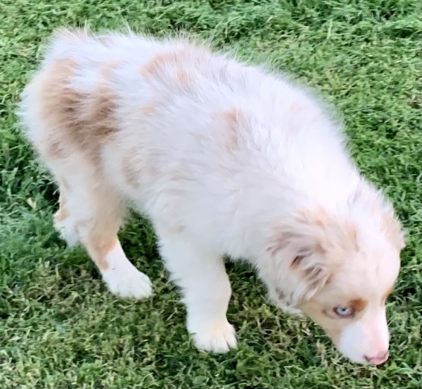 11 weeks old