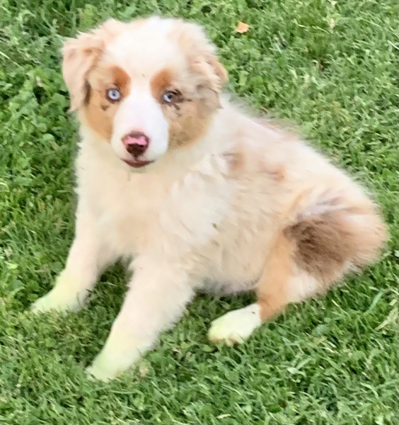 11 weeks old