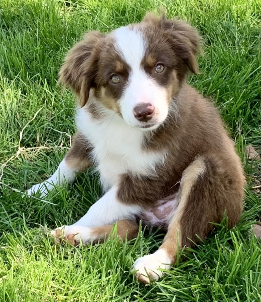 Phoebe