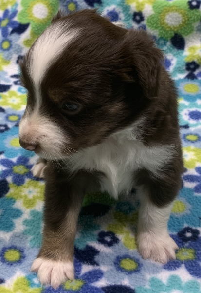 Remy