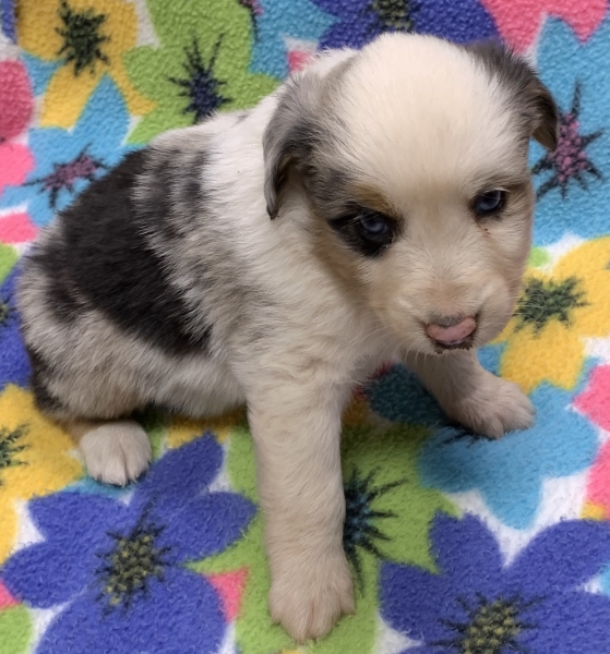 Harper
