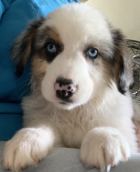 Harper