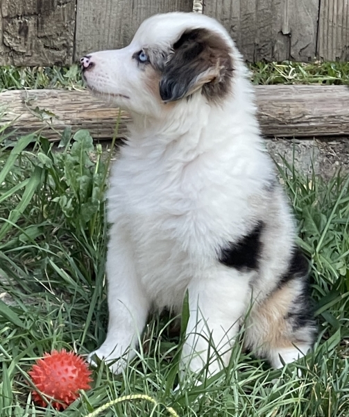 Harper