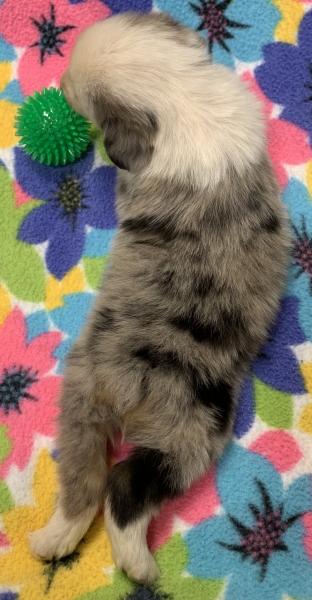 Pepper