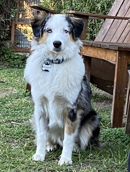 Pepper