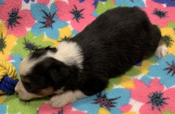Kuma