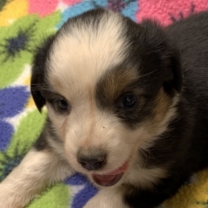 Kuma