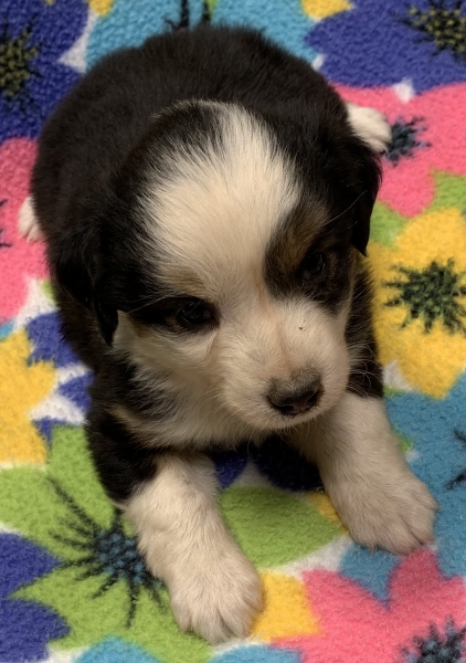 Kuma