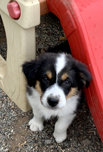Daisy