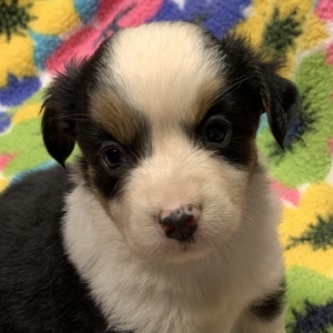 Maggie