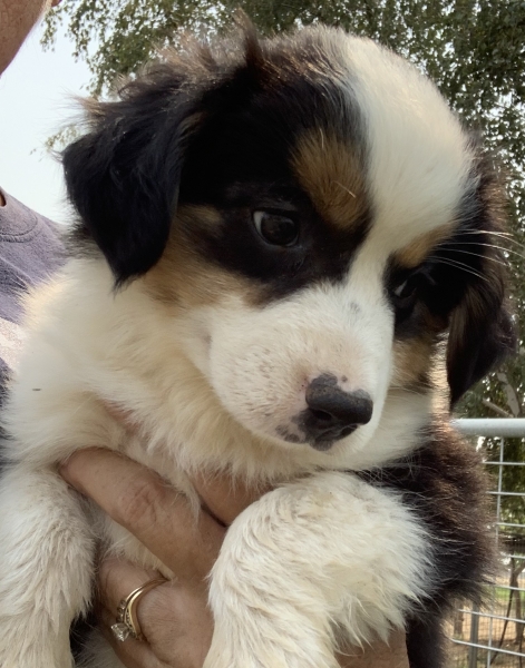 Maggie
