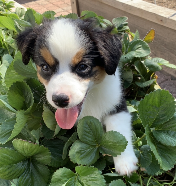 Maggie