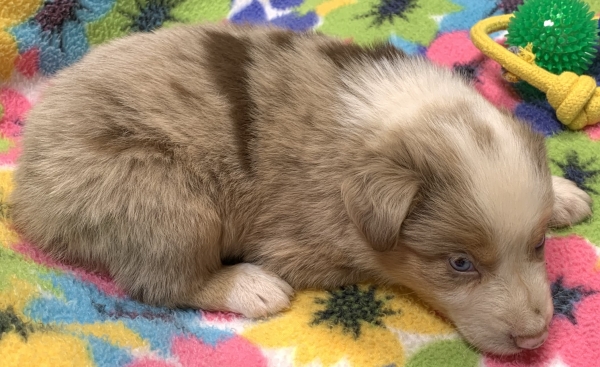 Archie