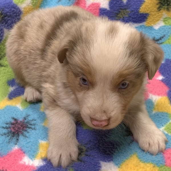 Archie