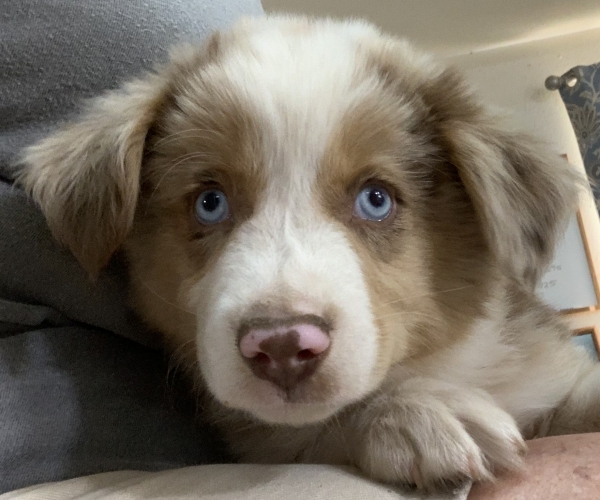 Archie