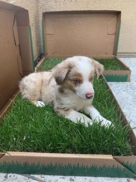 Archie