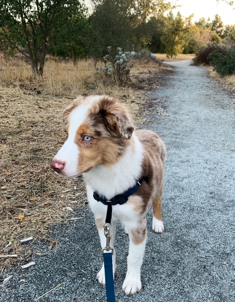 Archie