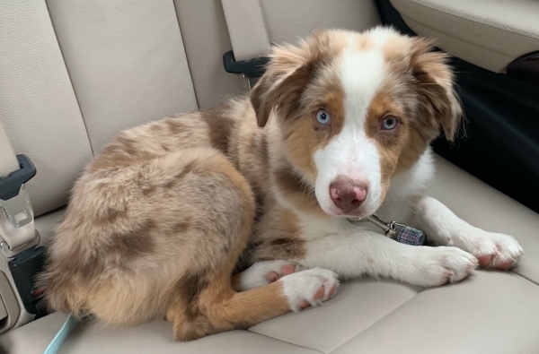 Archie