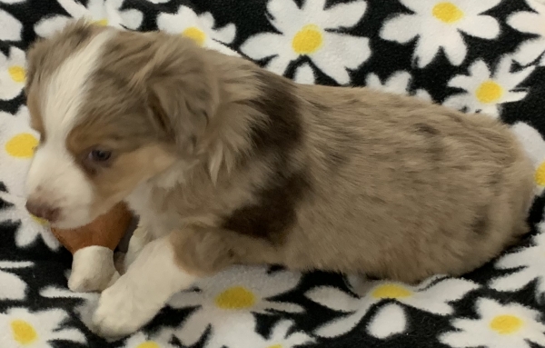 Luca