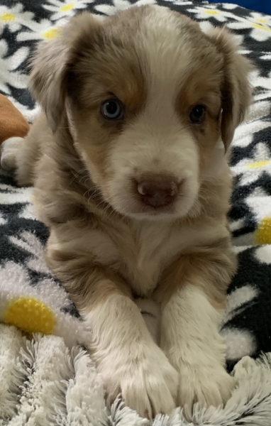 Luca