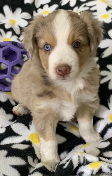 Luca
