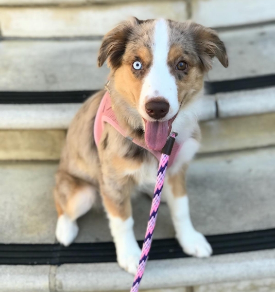 Luca