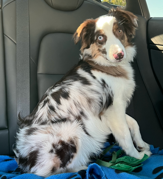 Mocha