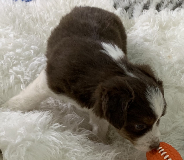 Peanut