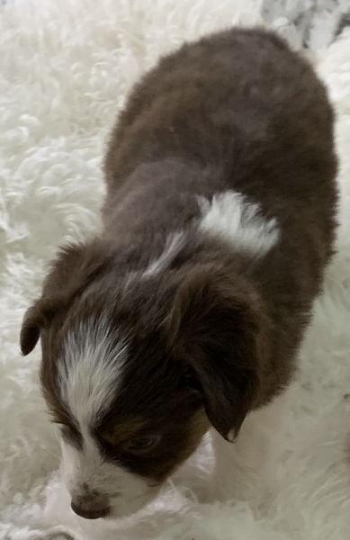 Peanut
