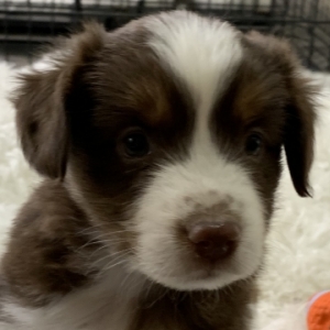Peanut