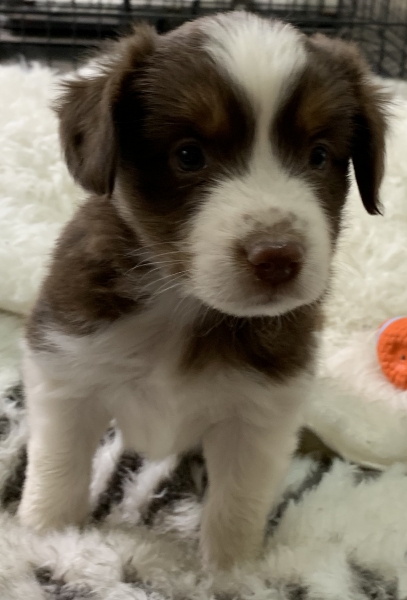 Peanut