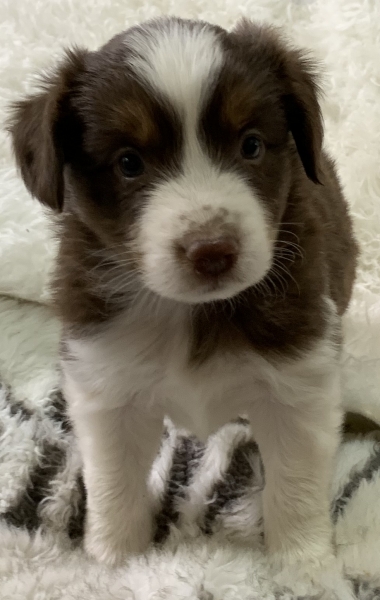 Peanut
