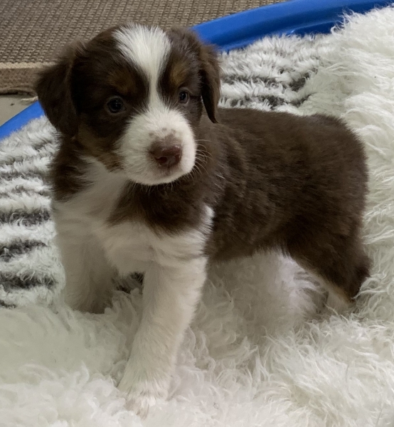 Peanut