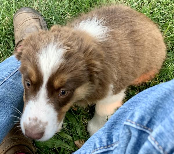 Peanut