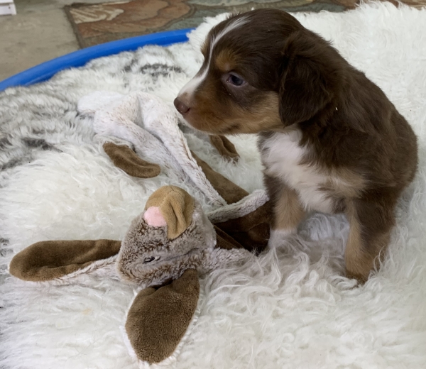 Teddy