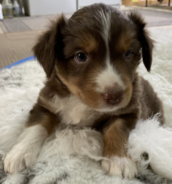 Teddy