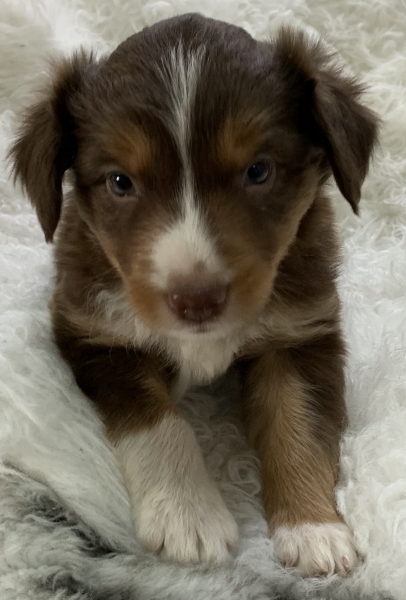 Teddy