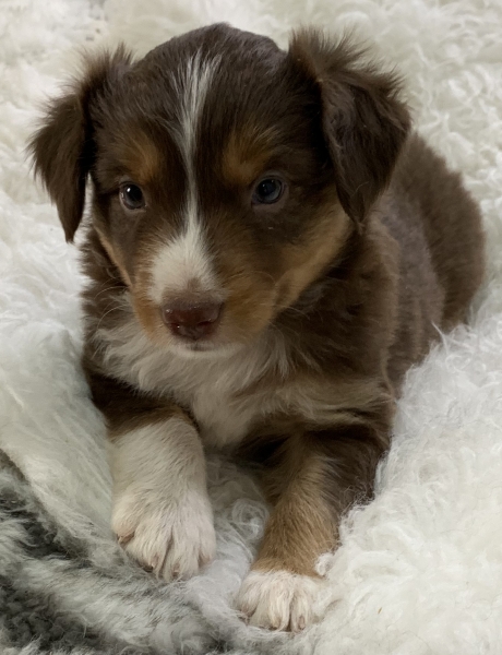 Teddy