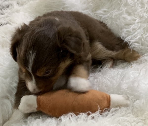 Teddy