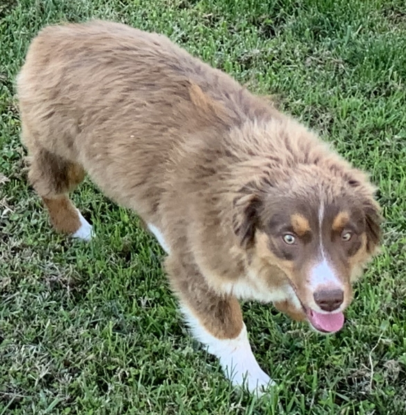Teddy