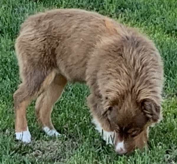 Teddy