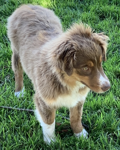 Teddy