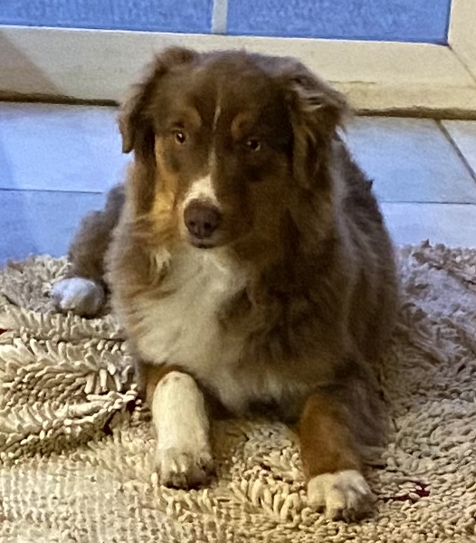 Teddy