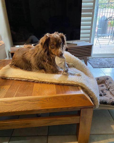 Teddy