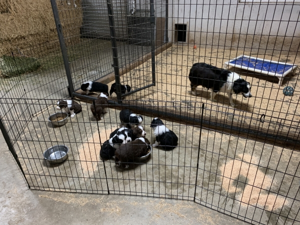 Cali × Teddy litter