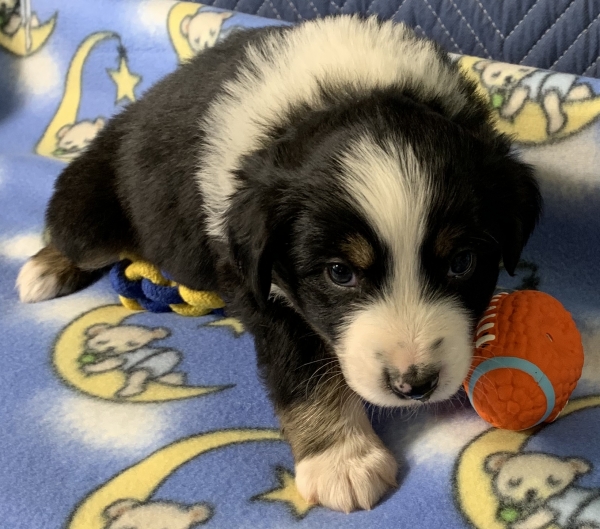 Max